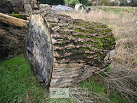 Partij boomstammen - afbeelding 7 van  7