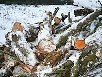 Partij brandhout - afbeelding 3 van  7