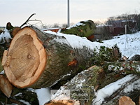 Partij brandhout - afbeelding 6 van  7