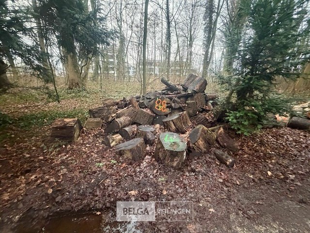 Partij brandhout - afbeelding 1 van  2