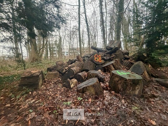 Partij brandhout - afbeelding 2 van  2