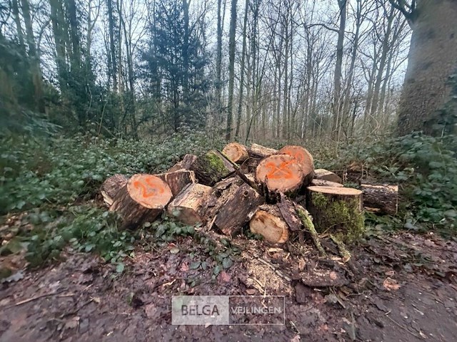 Partij brandhout - afbeelding 1 van  2