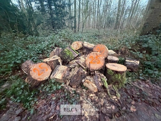 Partij brandhout - afbeelding 2 van  2