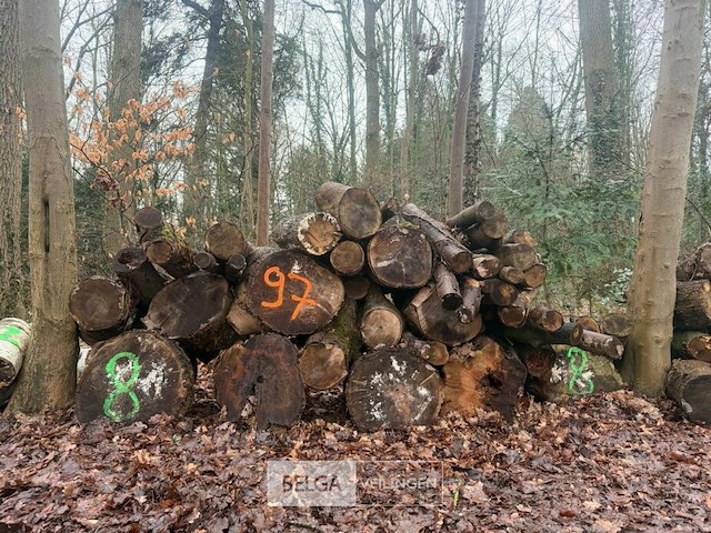 Partij brandhout - afbeelding 2 van  2