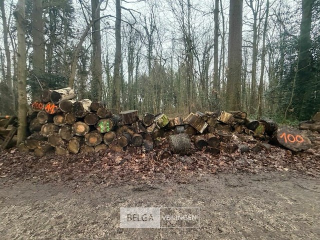 Partij brandhout - afbeelding 1 van  3