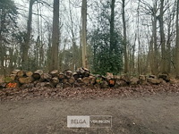 Partij brandhout - afbeelding 1 van  3