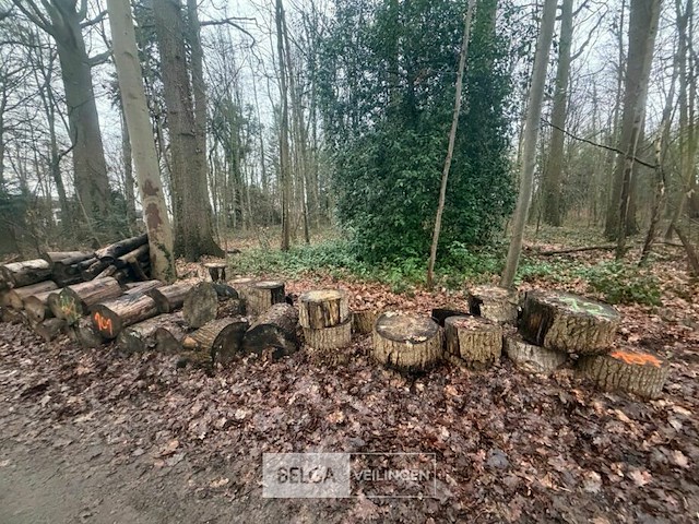 Partij brandhout - afbeelding 3 van  3