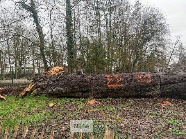 Partij brandhout - afbeelding 1 van  4