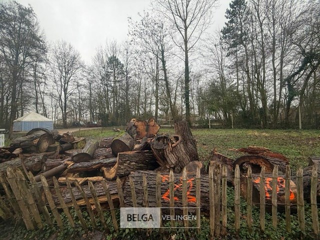 Partij brandhout - afbeelding 4 van  4