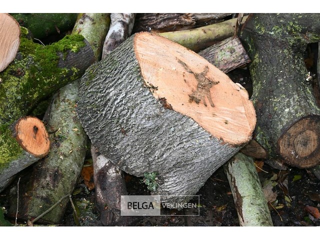 Partij brandhout - afbeelding 4 van  6