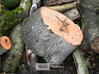 Partij brandhout - afbeelding 4 van  6