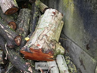 Partij brandhout - afbeelding 2 van  6