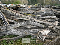 Partij brandhout - afbeelding 7 van  8