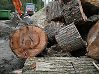 Partij brandhout - afbeelding 2 van  6