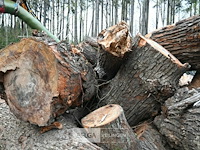 Partij brandhout - afbeelding 5 van  6