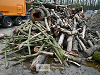 Partij brandhout - afbeelding 3 van  6