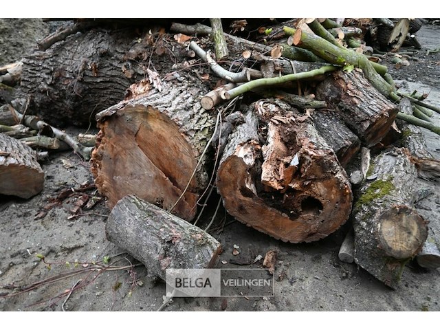 Partij brandhout - afbeelding 4 van  6