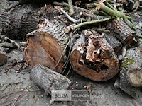 Partij brandhout - afbeelding 4 van  6