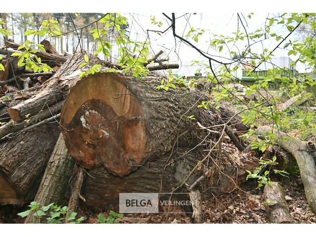 Partij brandhout - afbeelding 3 van  6