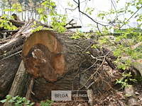 Partij brandhout - afbeelding 3 van  6