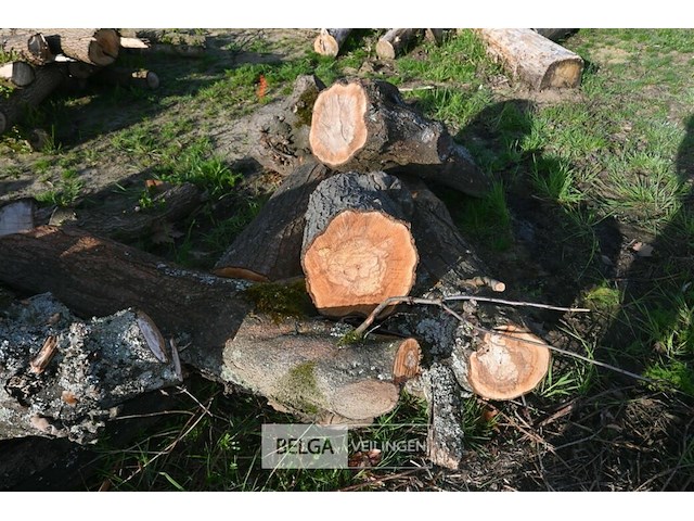 Partij brandhout - afbeelding 4 van  4