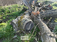 Partij brandhout - afbeelding 4 van  4