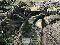 Partij brandhout - afbeelding 3 van  4