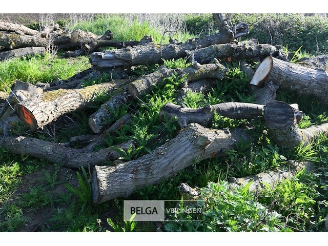 Partij brandhout - afbeelding 2 van  4