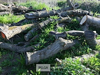 Partij brandhout - afbeelding 2 van  4