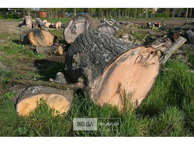 Partij brandhout - afbeelding 3 van  5