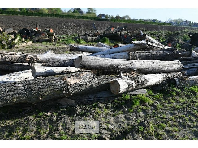 Partij brandhout - afbeelding 4 van  4