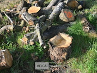 Partij brandhout - afbeelding 2 van  4