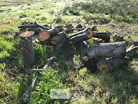 Partij brandhout - afbeelding 3 van  4