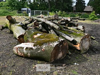 Partij brandhout - afbeelding 5 van  5