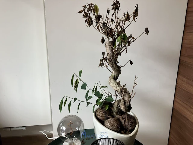 Partij decoratie - afbeelding 4 van  5
