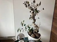 Partij decoratie - afbeelding 4 van  5