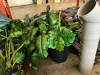 Partij diverse kunstplanten - afbeelding 3 van  5