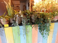 Partij diverse kunststof planten - afbeelding 18 van  22