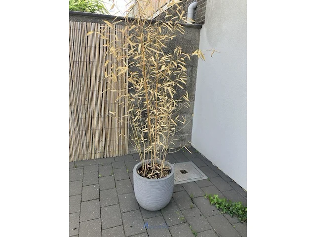 Partij diverse planten in pot - afbeelding 1 van  7
