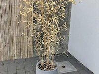 Partij diverse planten in pot