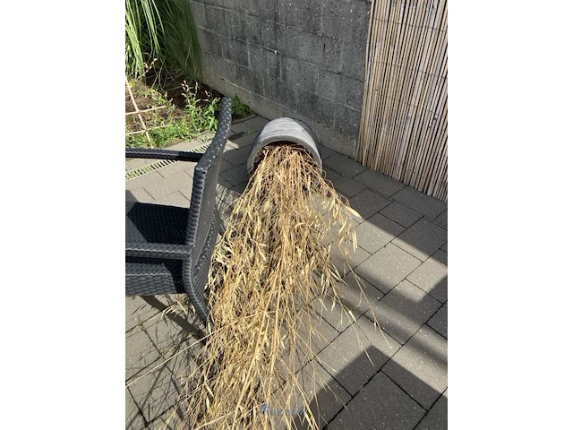 Partij diverse planten in pot - afbeelding 2 van  7