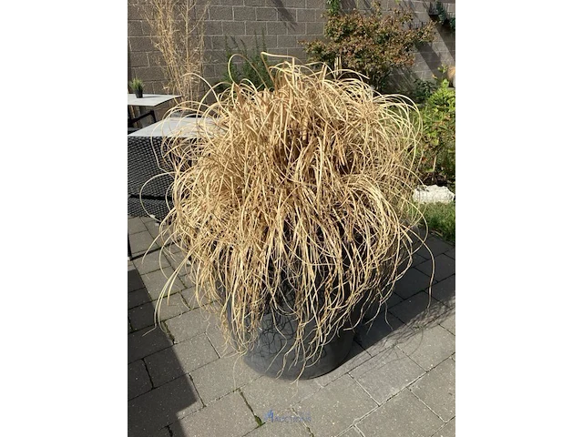 Partij diverse planten in pot - afbeelding 3 van  7