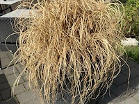 Partij diverse planten in pot - afbeelding 3 van  7