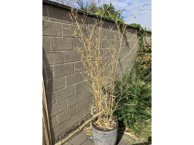 Partij diverse planten in pot - afbeelding 4 van  7
