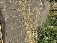 Partij diverse planten in pot - afbeelding 4 van  7