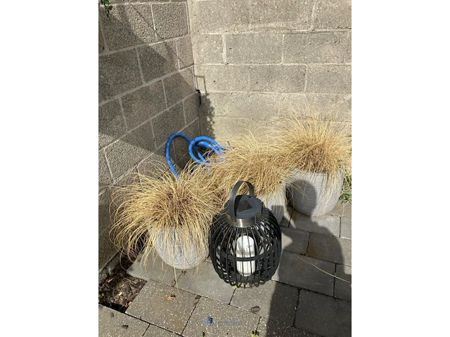Partij diverse planten in pot - afbeelding 5 van  7
