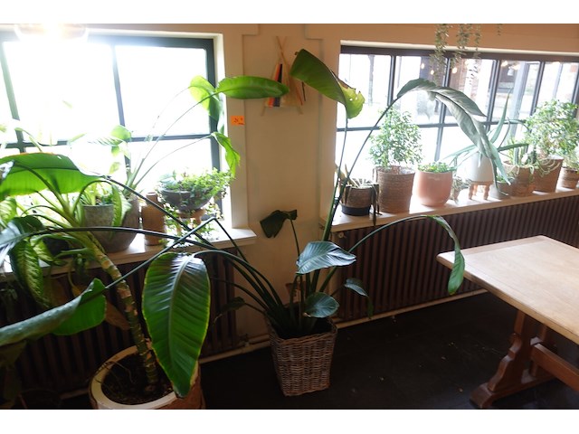 Partij diverse planten - afbeelding 2 van  12