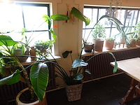 Partij diverse planten - afbeelding 2 van  12