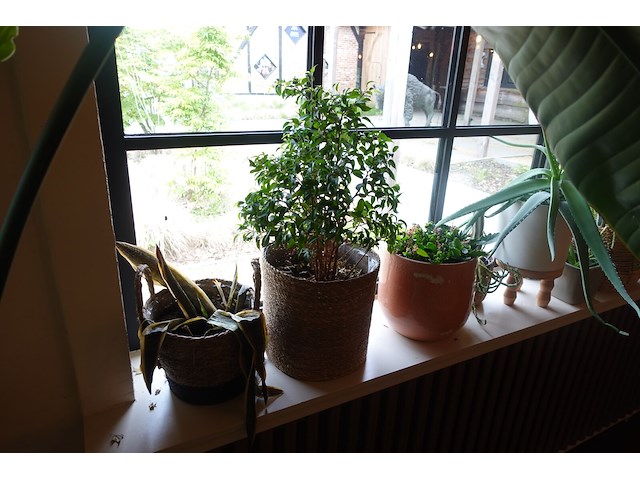 Partij diverse planten - afbeelding 3 van  12