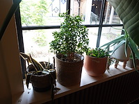 Partij diverse planten - afbeelding 3 van  12